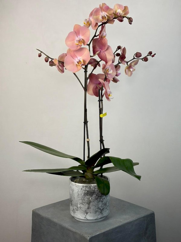 Suki 2'li Phalaenopsis Orkide