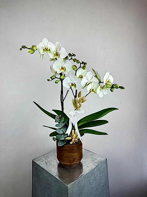 Maistro 2'li Beyaz Phalaenopsis Orkide