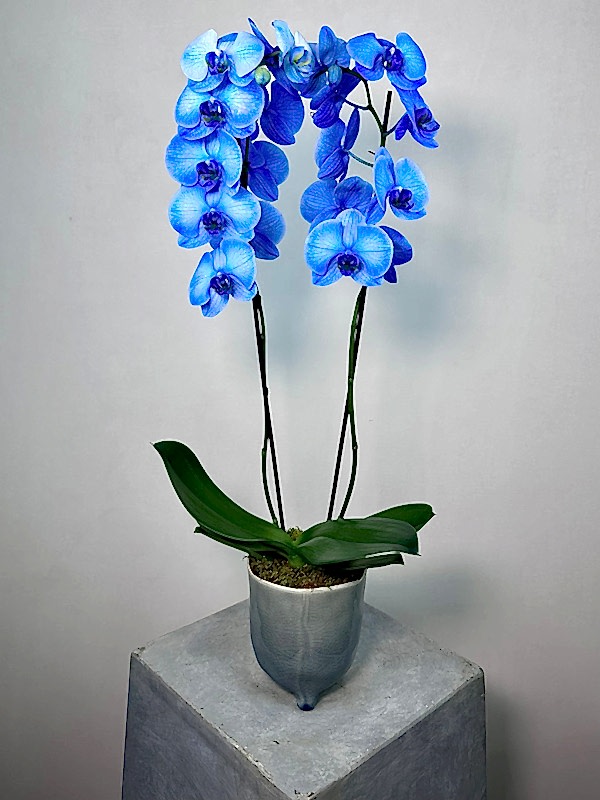 2'li Mavi Phalaenopsis Orkide