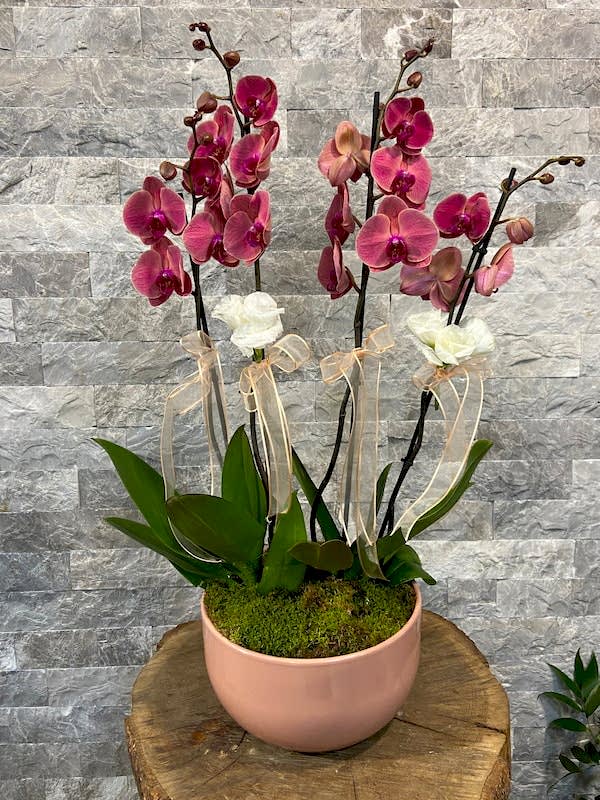 4'lü Red Asian Phalaenopsis Orkide