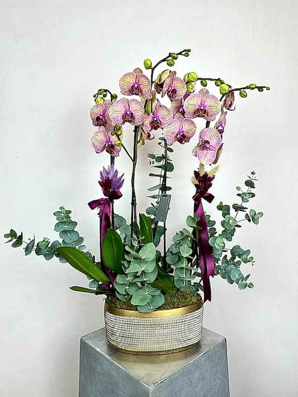 Kaleidoscope 4'lü Phalaenopsis Deluxe