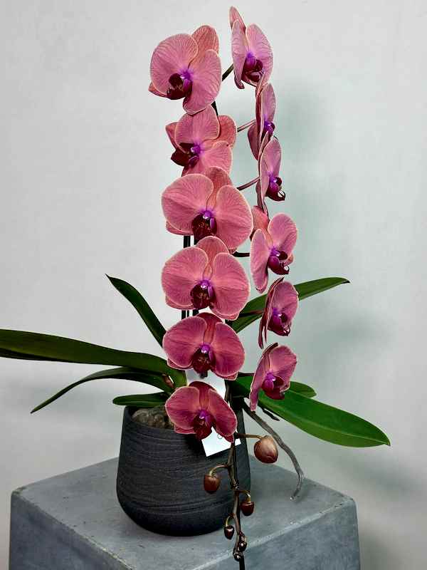 Formidablo Rose Red Orkide