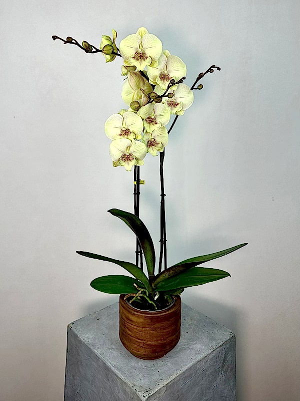 Turner 2'li Phalaenopsis Orkide