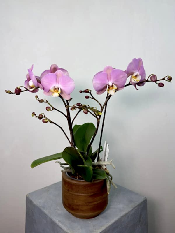 Cosmopolitan 2'li Phalaenopsis Orkide (Tablo)