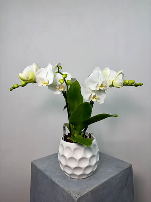 Champagne 2'li Phalaenopsis Orkide
