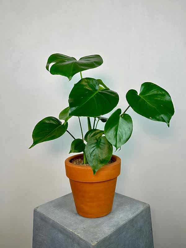 Monstera Deliciosa S