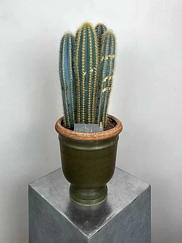 Cereus Azureus