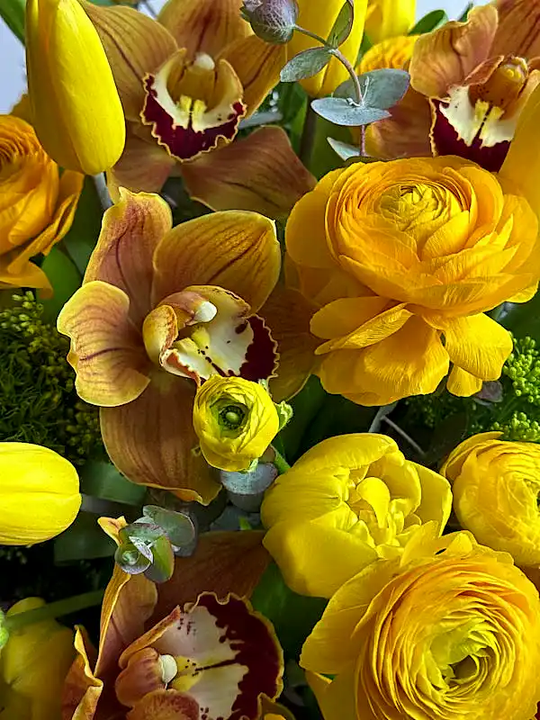 Solis Bloom